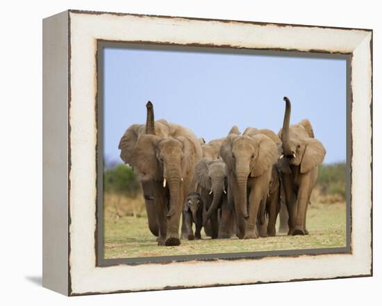 African Elephants, Using Trunks to Scent for Danger, Etosha National Park, Namibia-Tony Heald-Framed Premier Image Canvas