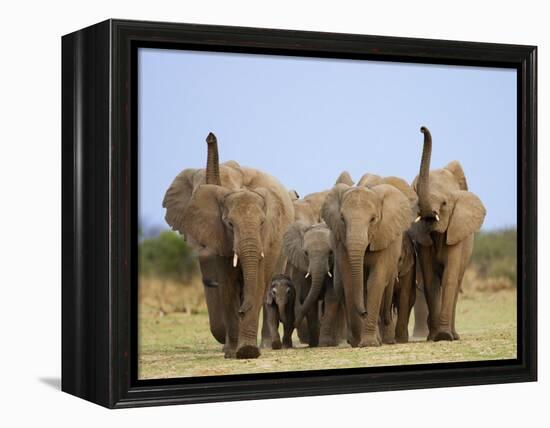 African Elephants, Using Trunks to Scent for Danger, Etosha National Park, Namibia-Tony Heald-Framed Premier Image Canvas
