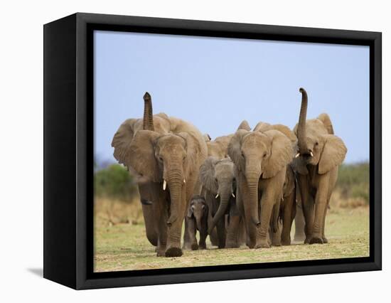 African Elephants, Using Trunks to Scent for Danger, Etosha National Park, Namibia-Tony Heald-Framed Premier Image Canvas