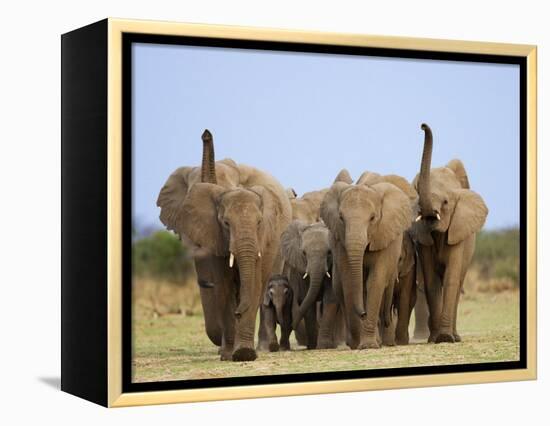 African Elephants, Using Trunks to Scent for Danger, Etosha National Park, Namibia-Tony Heald-Framed Premier Image Canvas