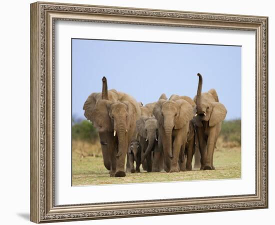 African Elephants, Using Trunks to Scent for Danger, Etosha National Park, Namibia-Tony Heald-Framed Photographic Print