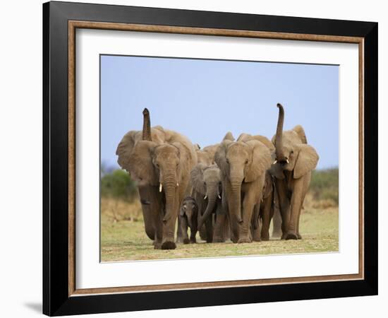 African Elephants, Using Trunks to Scent for Danger, Etosha National Park, Namibia-Tony Heald-Framed Photographic Print