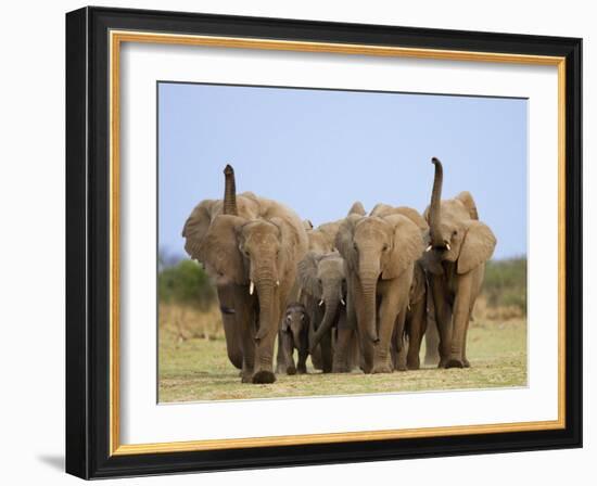 African Elephants, Using Trunks to Scent for Danger, Etosha National Park, Namibia-Tony Heald-Framed Photographic Print