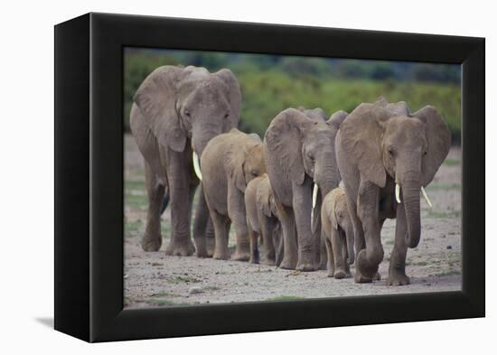 African Elephants Walking in Line-DLILLC-Framed Premier Image Canvas