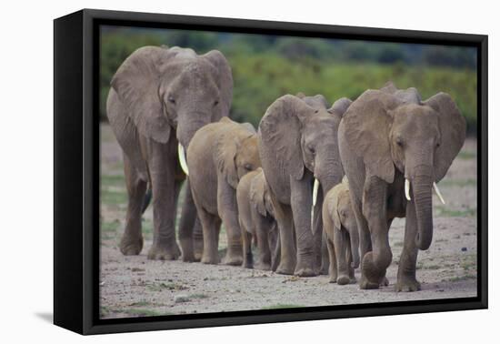 African Elephants Walking in Line-DLILLC-Framed Premier Image Canvas