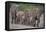 African Elephants Walking in Line-DLILLC-Framed Premier Image Canvas