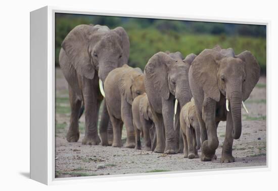 African Elephants Walking in Line-DLILLC-Framed Premier Image Canvas