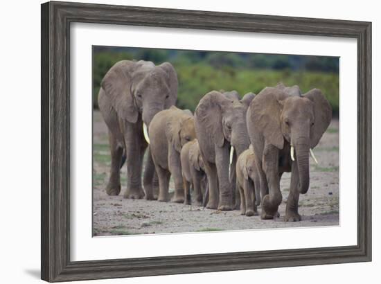 African Elephants Walking in Line-DLILLC-Framed Photographic Print