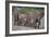 African Elephants Walking in Line-DLILLC-Framed Photographic Print