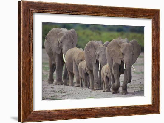 African Elephants Walking in Line-DLILLC-Framed Photographic Print