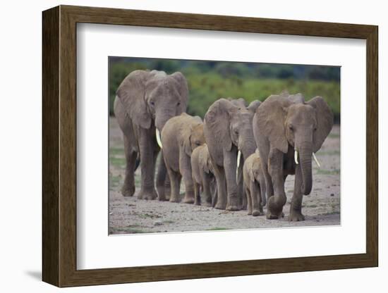 African Elephants Walking in Line-DLILLC-Framed Photographic Print