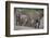 African Elephants Walking in Line-DLILLC-Framed Photographic Print