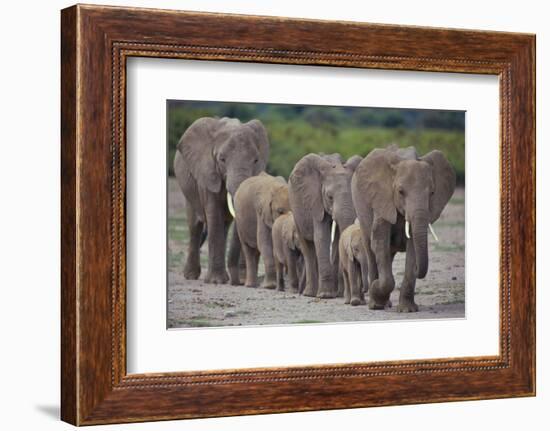 African Elephants Walking in Line-DLILLC-Framed Photographic Print