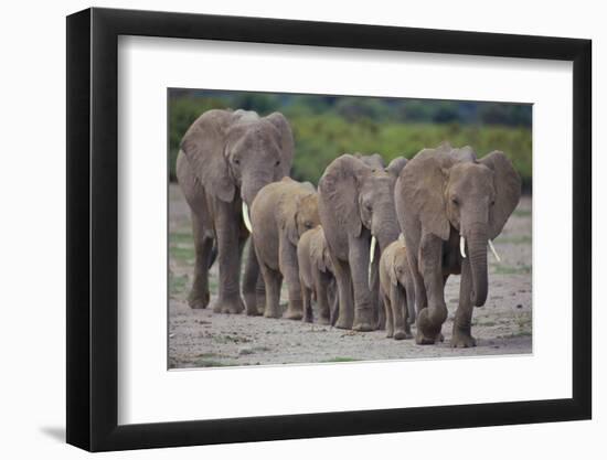 African Elephants Walking in Line-DLILLC-Framed Photographic Print