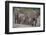 African Elephants Walking in Line-DLILLC-Framed Photographic Print