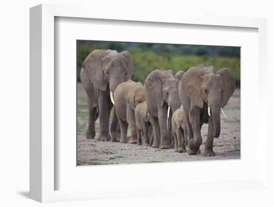 African Elephants Walking in Line-DLILLC-Framed Photographic Print