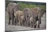 African Elephants Walking in Line-DLILLC-Mounted Photographic Print