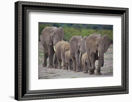 African Elephants Walking in Line-DLILLC-Framed Photographic Print