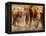 African Elephants-Martin Harvey-Framed Premier Image Canvas