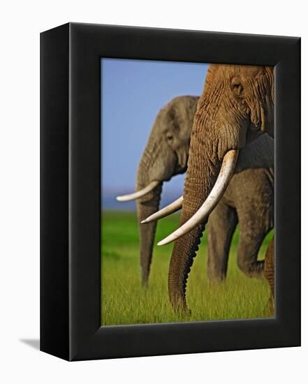 African Elephants-Martin Harvey-Framed Premier Image Canvas