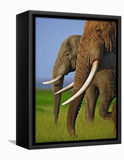 African Elephants-Martin Harvey-Framed Premier Image Canvas