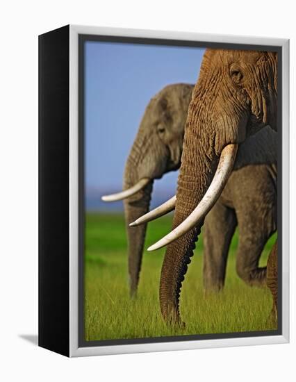 African Elephants-Martin Harvey-Framed Premier Image Canvas