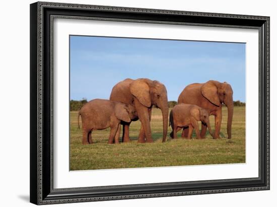 African Elephants-Peter Chadwick-Framed Photographic Print