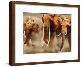 African Elephants-Martin Harvey-Framed Photographic Print