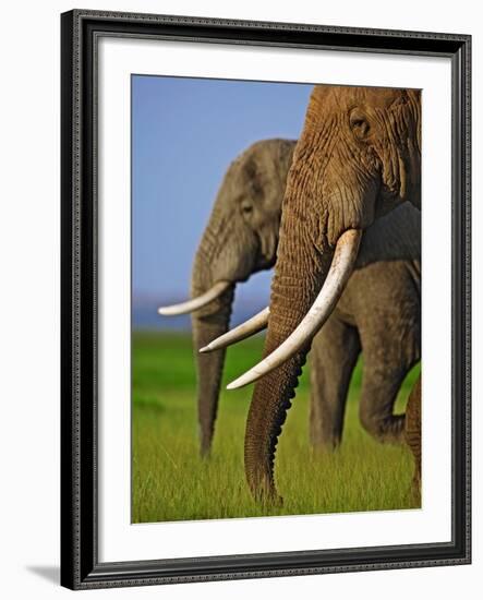 African Elephants-Martin Harvey-Framed Photographic Print