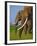 African Elephants-Martin Harvey-Framed Photographic Print