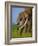 African Elephants-Martin Harvey-Framed Photographic Print