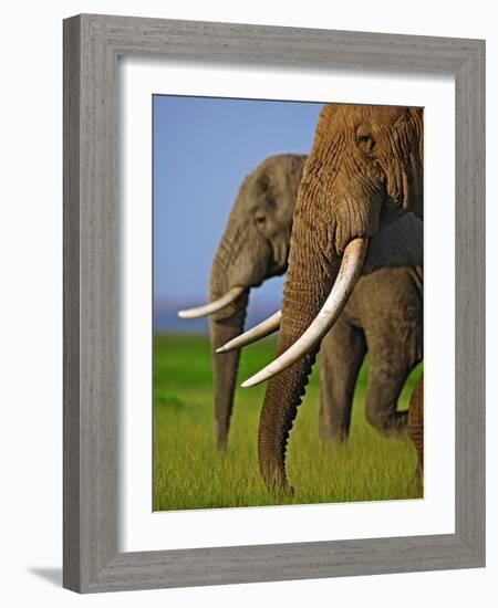 African Elephants-Martin Harvey-Framed Photographic Print