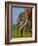 African Elephants-Martin Harvey-Framed Photographic Print
