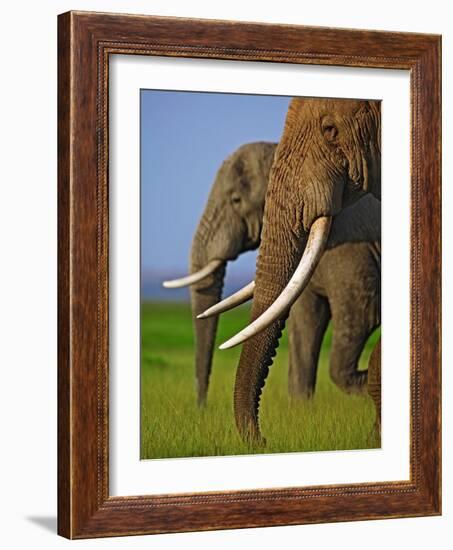 African Elephants-Martin Harvey-Framed Photographic Print