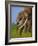 African Elephants-Martin Harvey-Framed Photographic Print