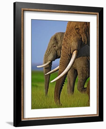 African Elephants-Martin Harvey-Framed Photographic Print