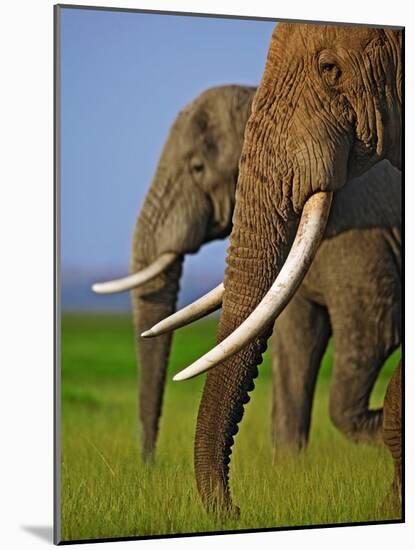 African Elephants-Martin Harvey-Mounted Photographic Print