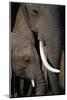 African Elephants-Paul Souders-Mounted Photographic Print