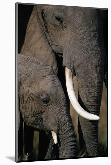 African Elephants-Paul Souders-Mounted Photographic Print