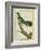 African Emerald Cuckoo-Georges-Louis Buffon-Framed Giclee Print