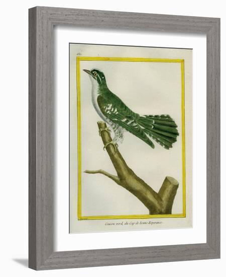 African Emerald Cuckoo-Georges-Louis Buffon-Framed Giclee Print