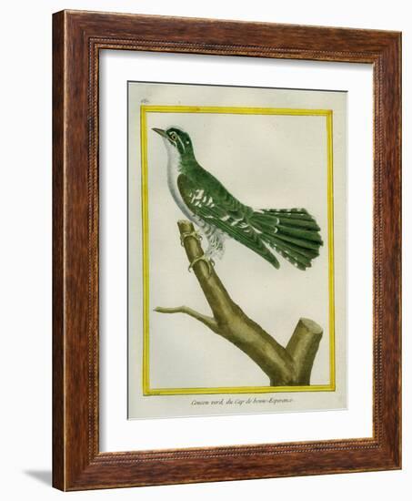 African Emerald Cuckoo-Georges-Louis Buffon-Framed Giclee Print