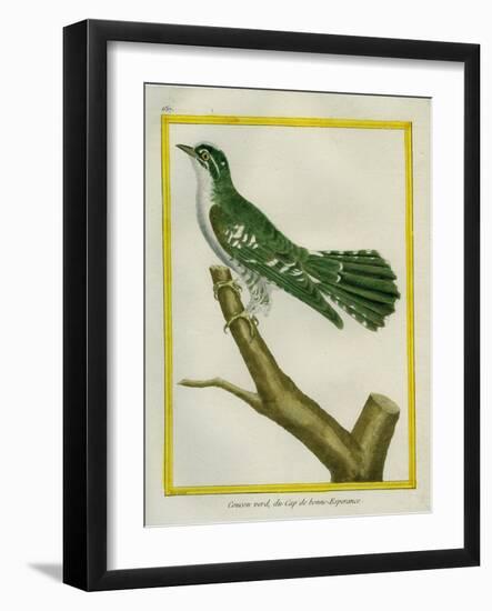 African Emerald Cuckoo-Georges-Louis Buffon-Framed Giclee Print
