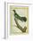 African Emerald Cuckoo-Georges-Louis Buffon-Framed Giclee Print