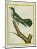 African Emerald Cuckoo-Georges-Louis Buffon-Mounted Giclee Print