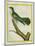 African Emerald Cuckoo-Georges-Louis Buffon-Mounted Giclee Print