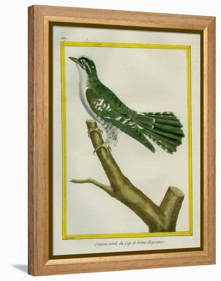 African Emerald Cuckoo-Georges-Louis Buffon-Framed Premier Image Canvas