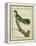 African Emerald Cuckoo-Georges-Louis Buffon-Framed Premier Image Canvas