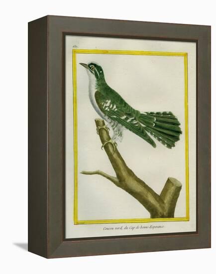 African Emerald Cuckoo-Georges-Louis Buffon-Framed Premier Image Canvas