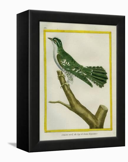 African Emerald Cuckoo-Georges-Louis Buffon-Framed Premier Image Canvas